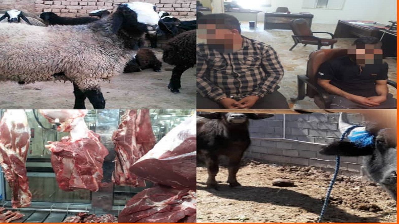 دستگیری سارقان احشام درآبادن