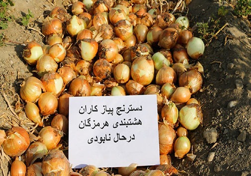 پیازهایی که اشک پیازکاران را درآورد