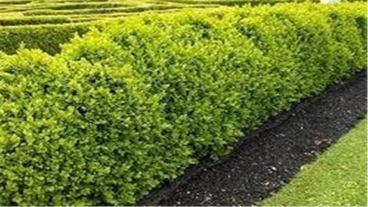 انقراض به تاخت پیش می‌رود و احیای کم رمق به دنبال آن!