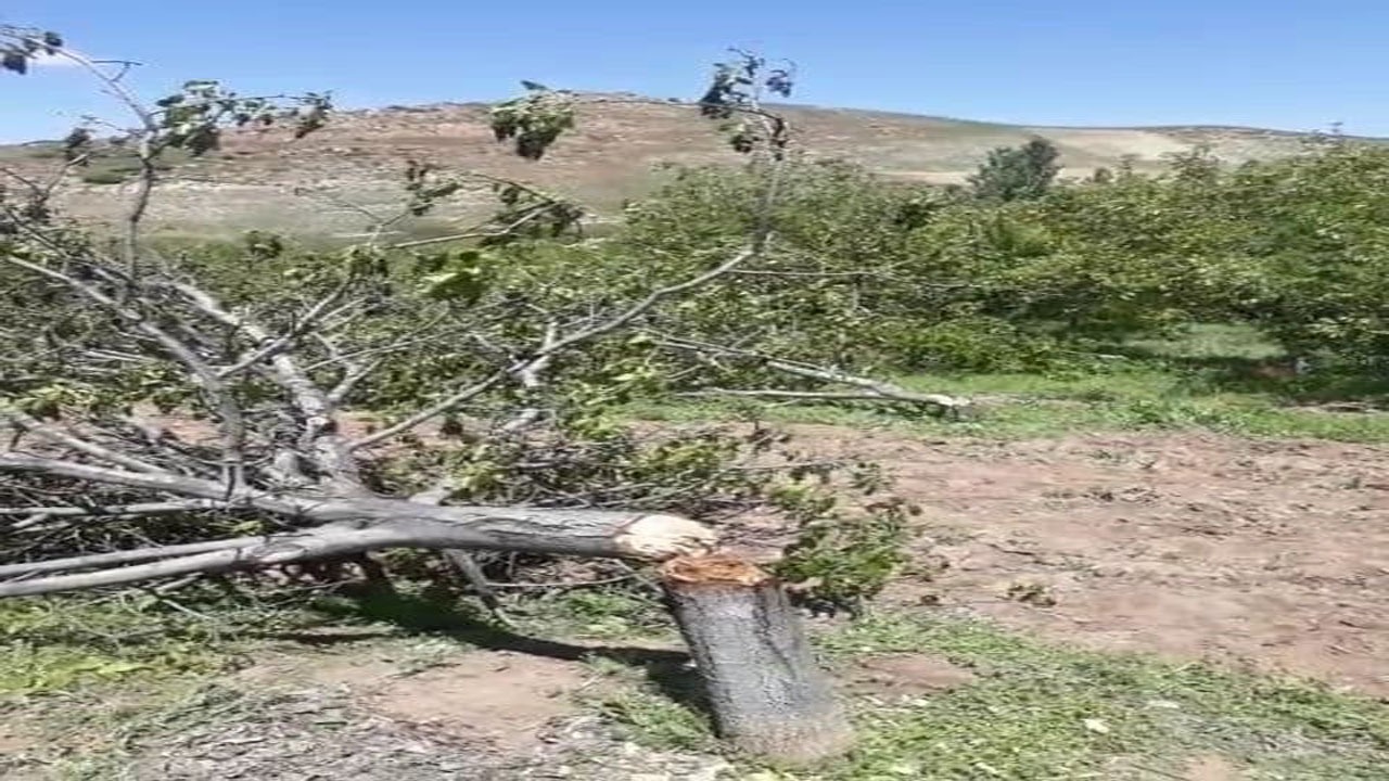 قطع شدن درختان در روستای کلاته سهرآب + فیلم و تصاویر
