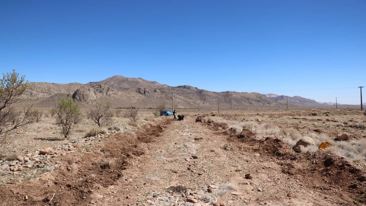 آغاز کشت گل محمدی در دهستان ایثار