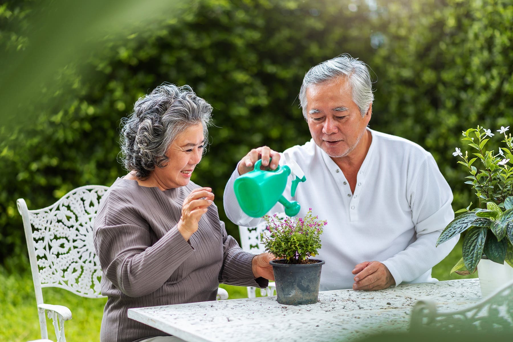 ۱۲ فایده گیاهان خانگی برای سلامتی