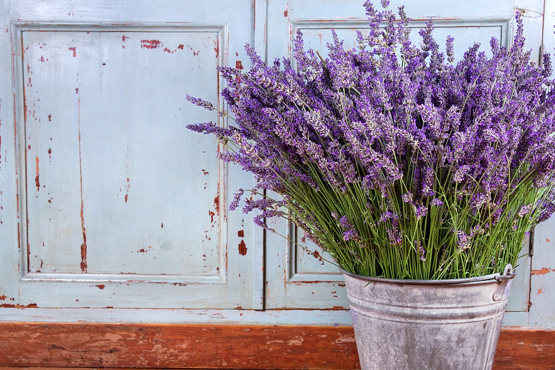 ۱۲ فایده گیاهان خانگی برای سلامتی