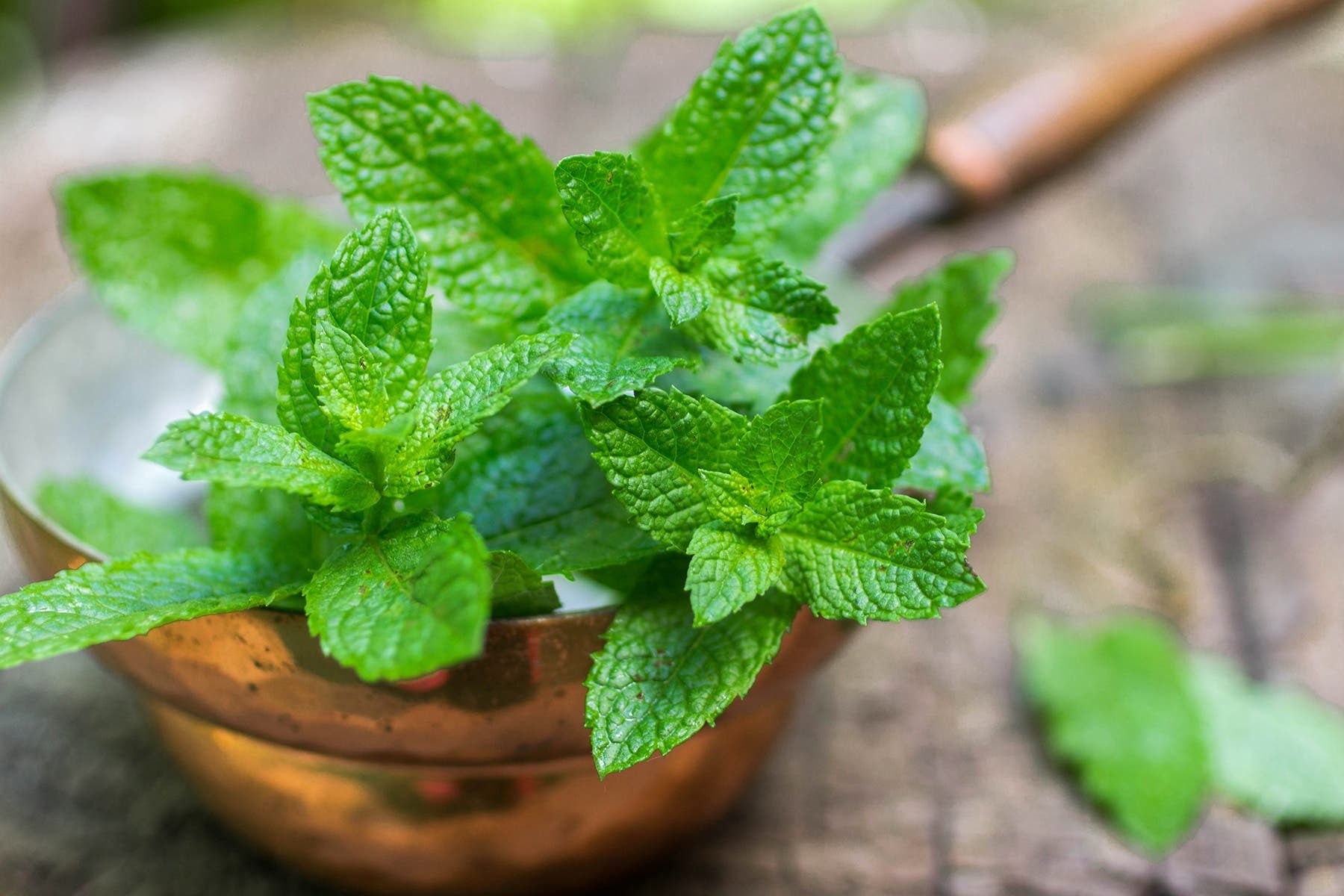 ۱۲ فایده گیاهان خانگی برای سلامتی
