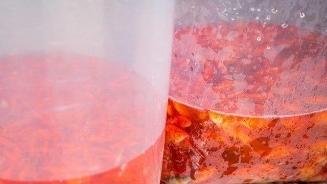 ماهی قرمز ماهی قرمز