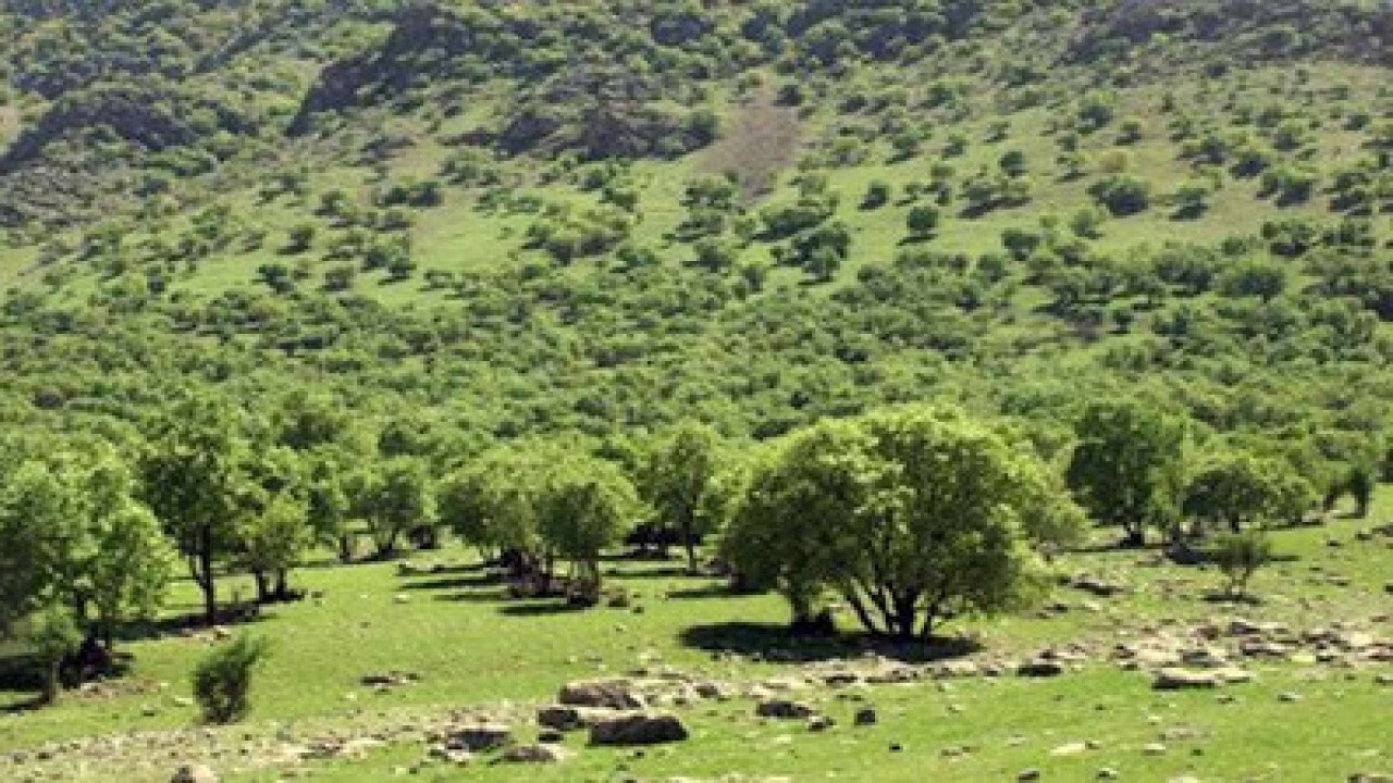 ورود دام به ذخیره‌گاه‌های جنگلی خراسان شمالی ممنوع شد