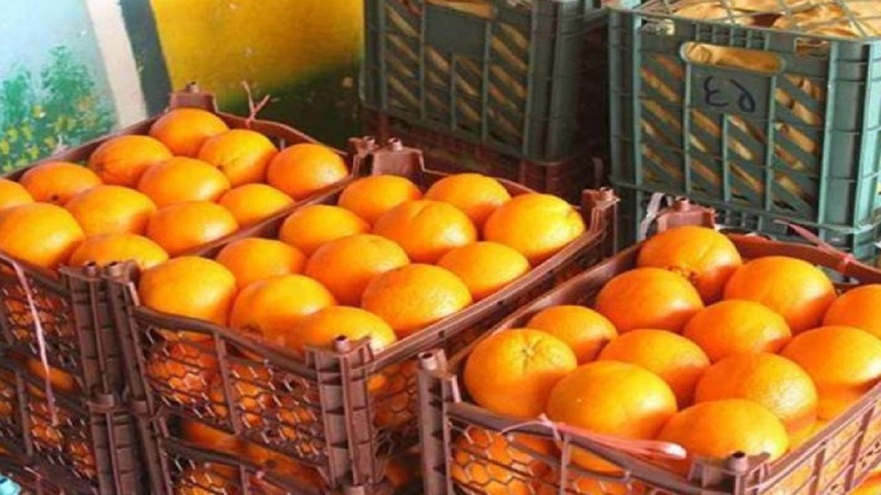 توزیع میوه شب عید از دیروز در فارس آغاز شده است