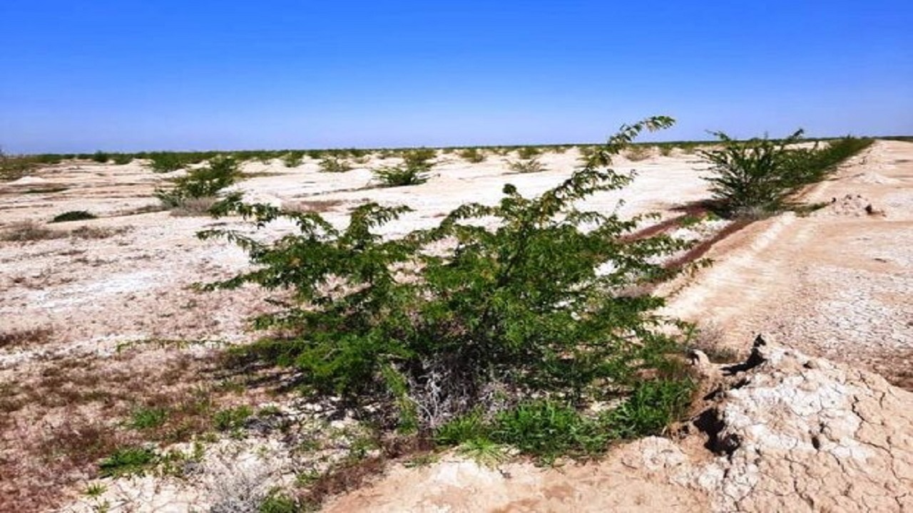 مهار یک هزار و ۳۰۰ هکتار از کانون‌های فوق بحرانی ریزگرد در محور بندر امام_شادگان