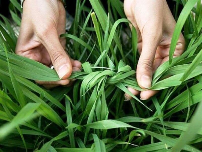 سیزده به در‌هایی که با کرونا خانه نشین شدند