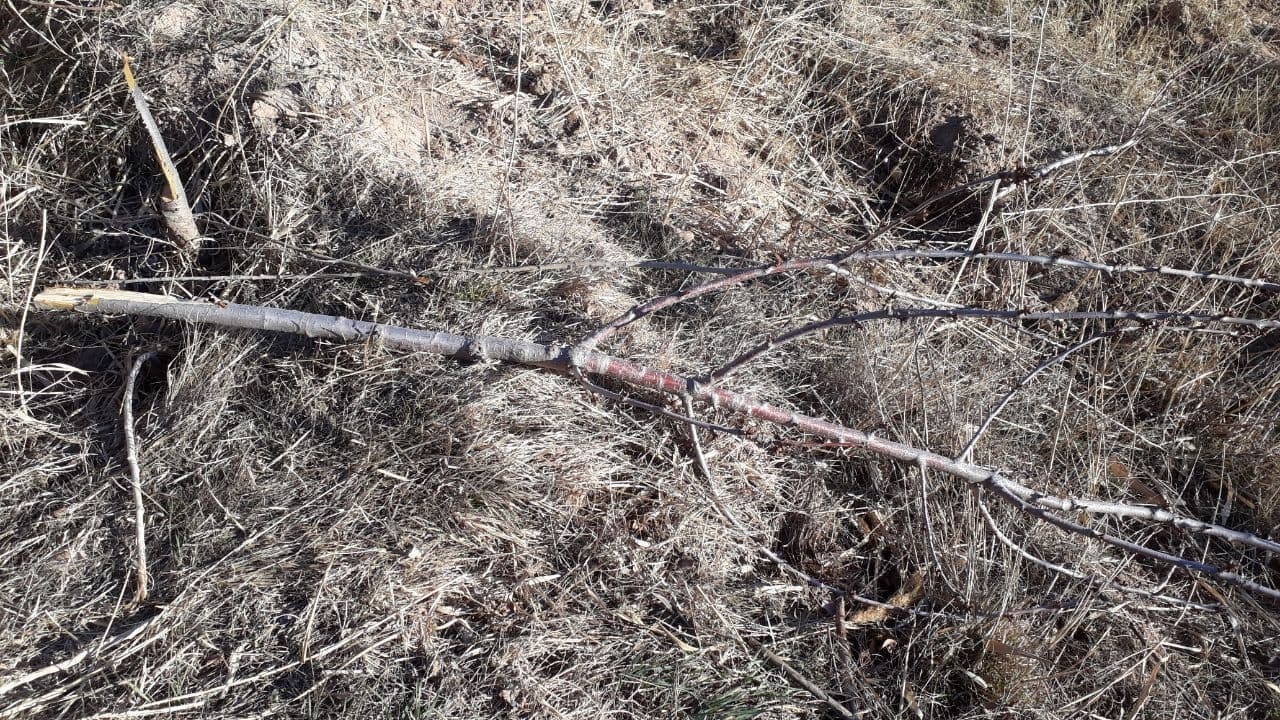 درختانی که در روستای کلاته بی دلیل قطع شدند + فیلم و تصاویر
