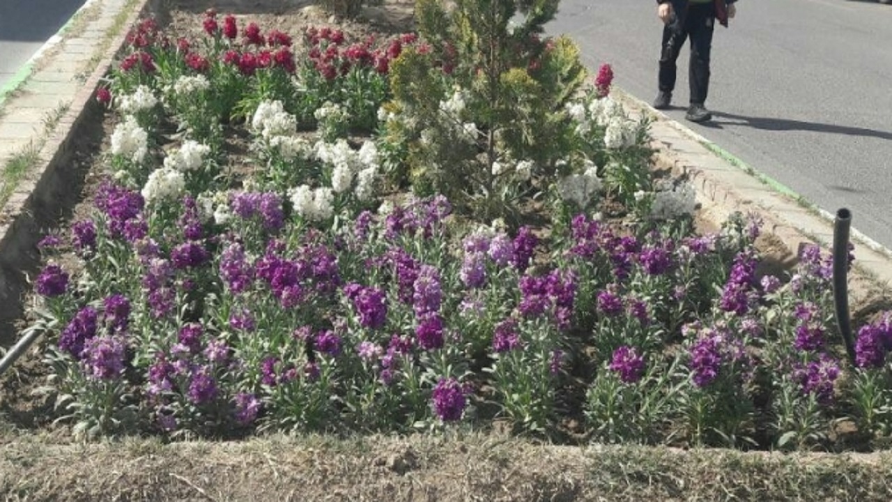 استقبال تایباد از بهار با ۱۰هزار قطعه گل