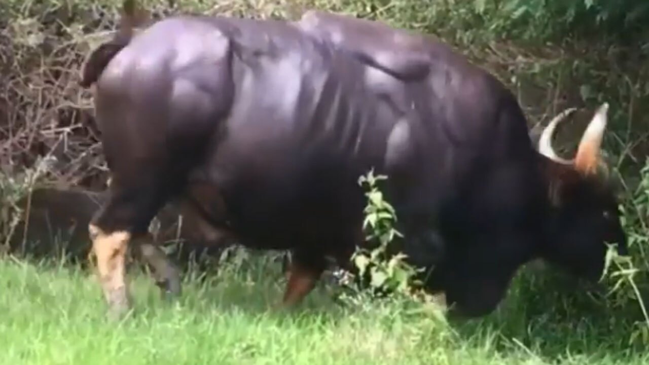 لحظه قدم زدن یک گاو تنومند در اطراف جنگل + فیلم