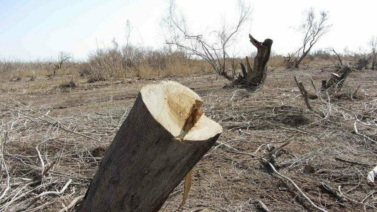 شپشک گریبان‌گیر تاغ‌های شهرستان سمنان و میامی