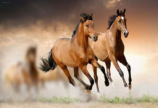 صنعت بی افسار اسب در خراسان شمالی