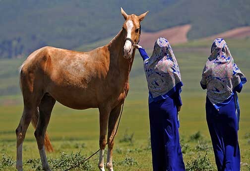 صنعت بی افسار اسب در خراسان شمالی
