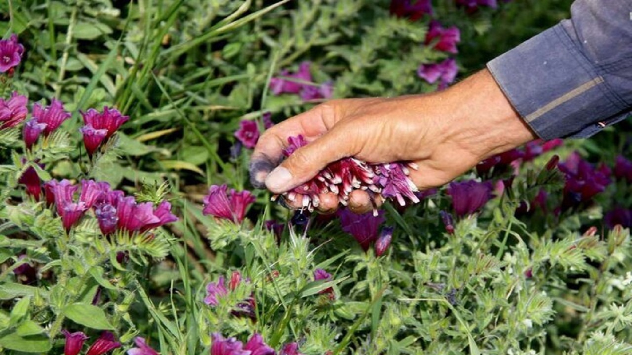 افزایش کشت گیاهان دارویی در قزوین