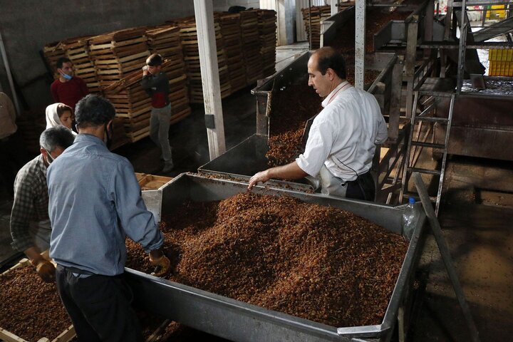 کسادی بازار کشمش ملایر