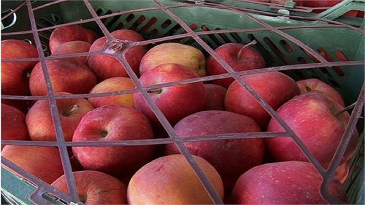 آغاز اجرای طرح عرضه مستقیم سیب درختی در آذربایجان غربی
