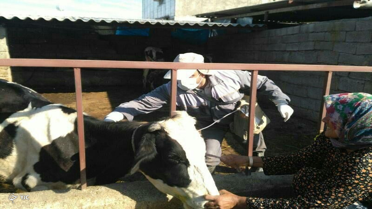 ۲۲ هزار راس دام سنگین در مهاباد مایه کوبی شدند