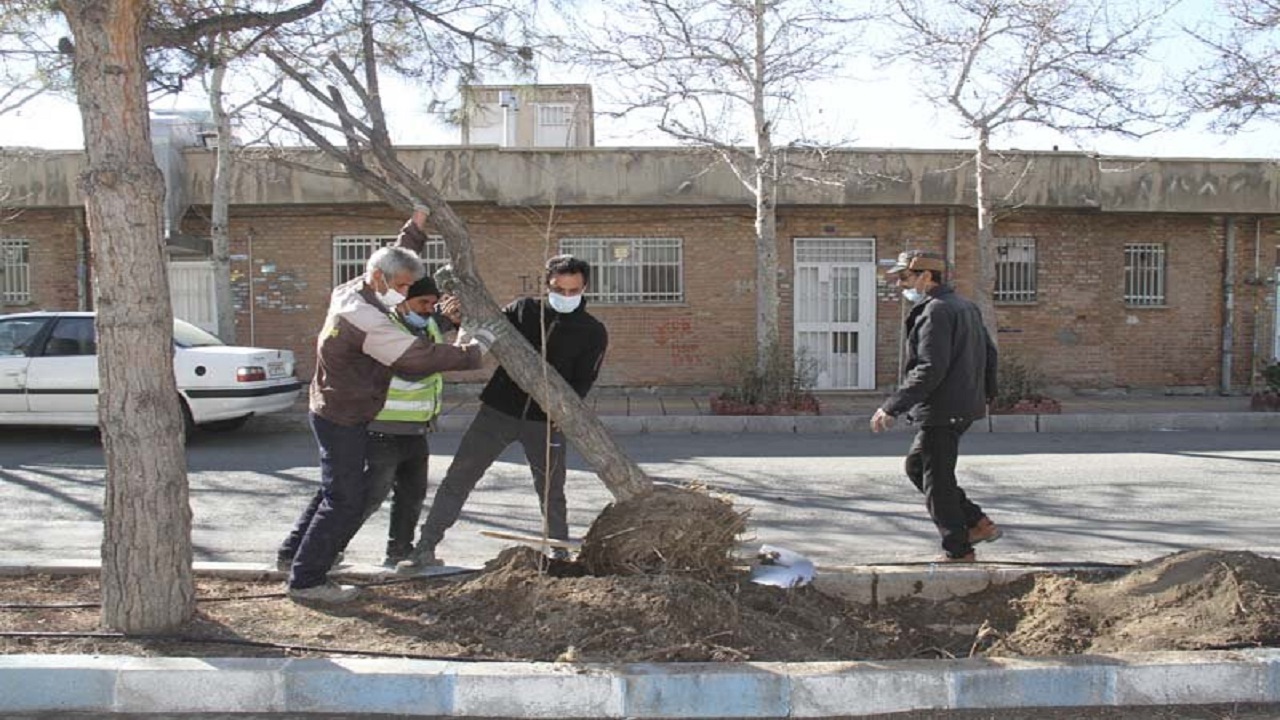 یکسان‌سازی گونه‌های درختی در کرج