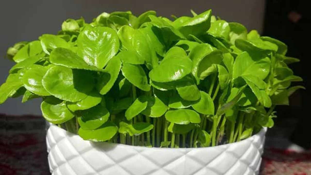 بذر‌های مناسب برای سبزه عید نوروز