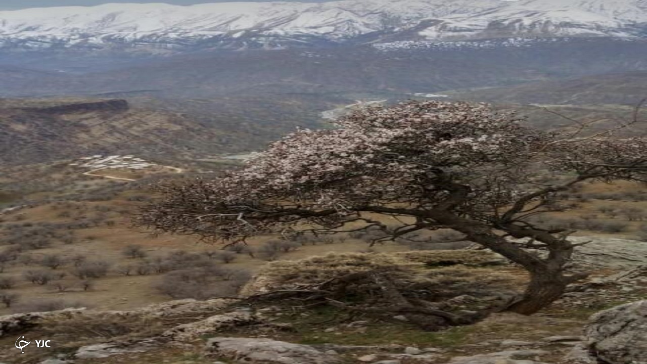 شکوفه دادن درخت ارزن 