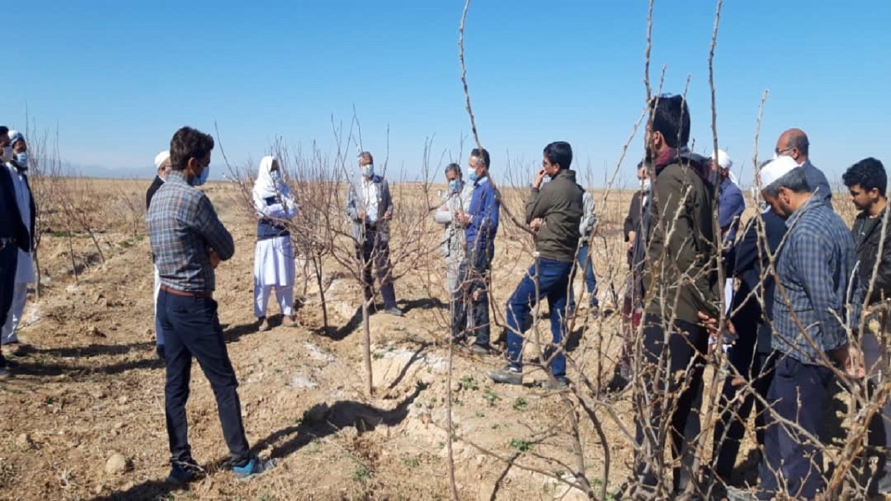 آموزش هرس و تغذیه باغات به ۱۲۰ نفر از باغداران تایباد