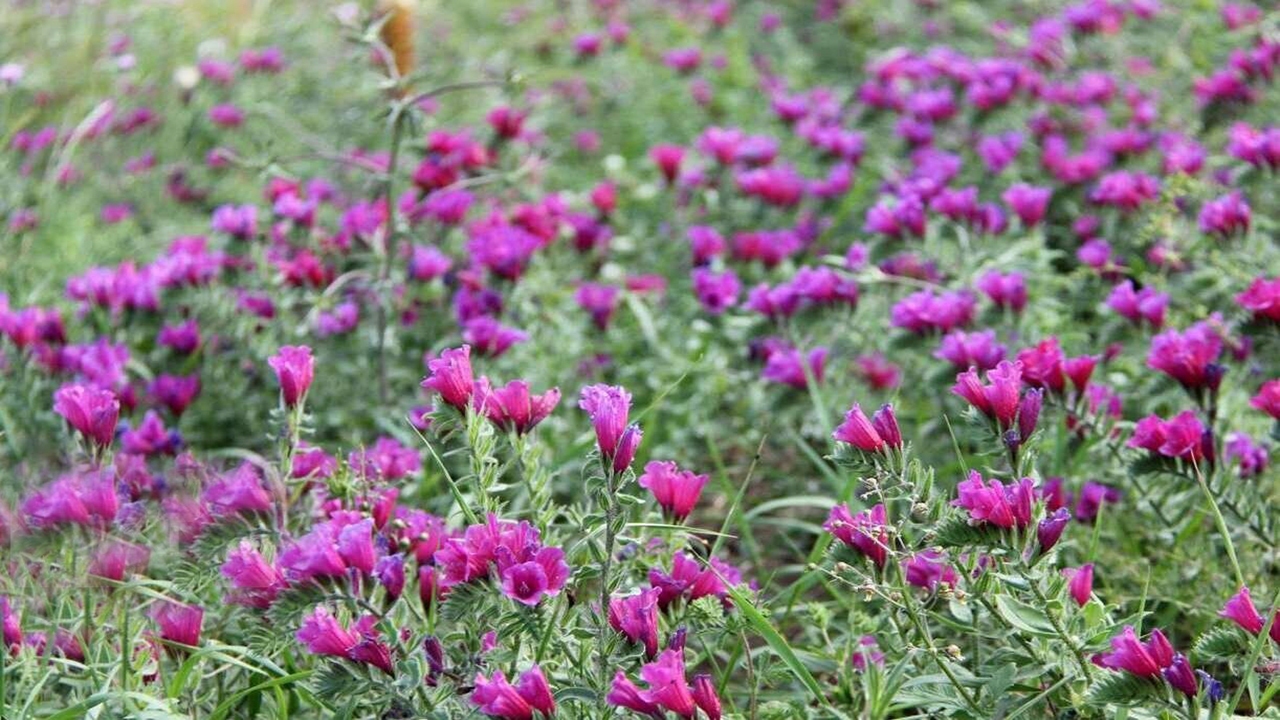 ۱۰ هزار هکتار مامن دارو‌های گیاهی