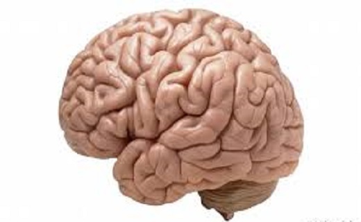 مغز