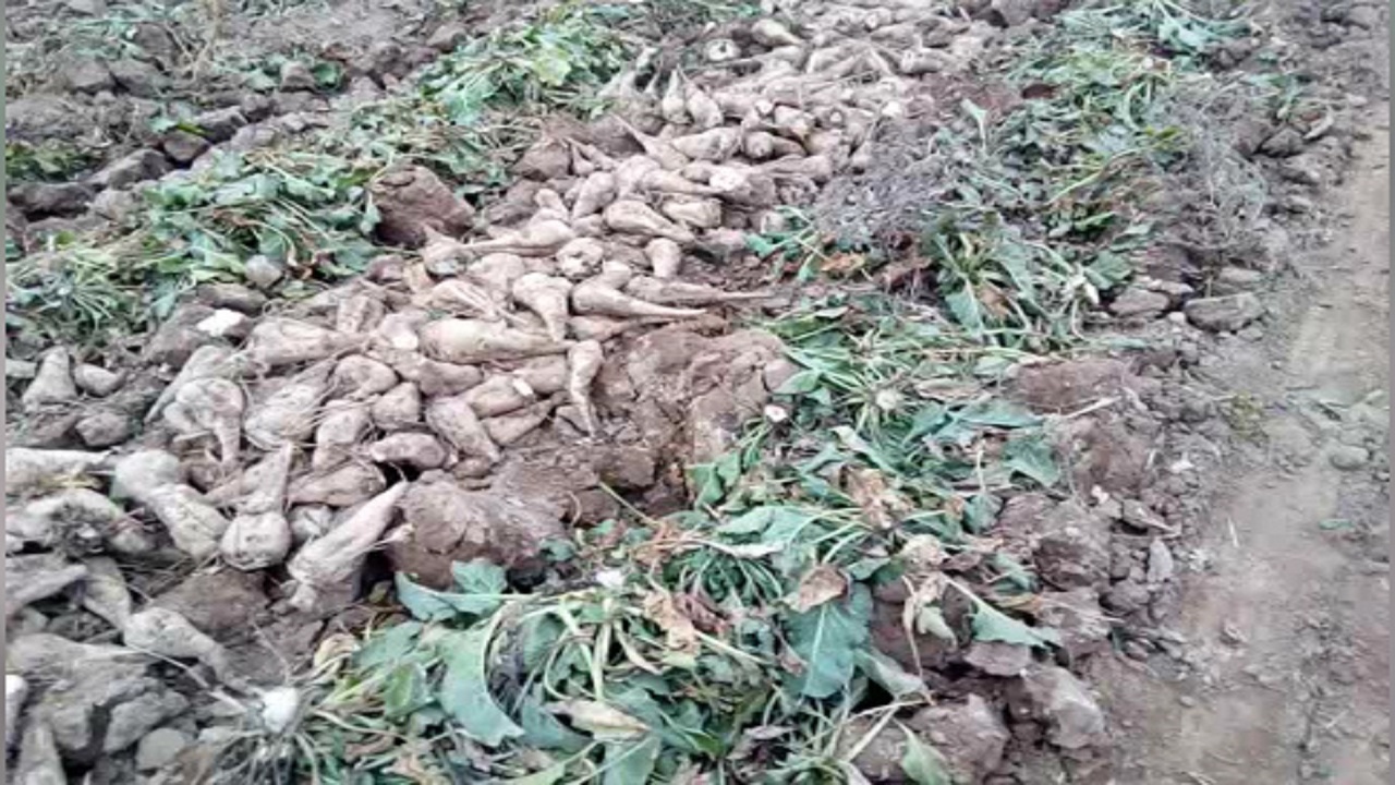 راه متفاوت کشاورزان عصبانی برای فروش چغندر قند! + فیلم
