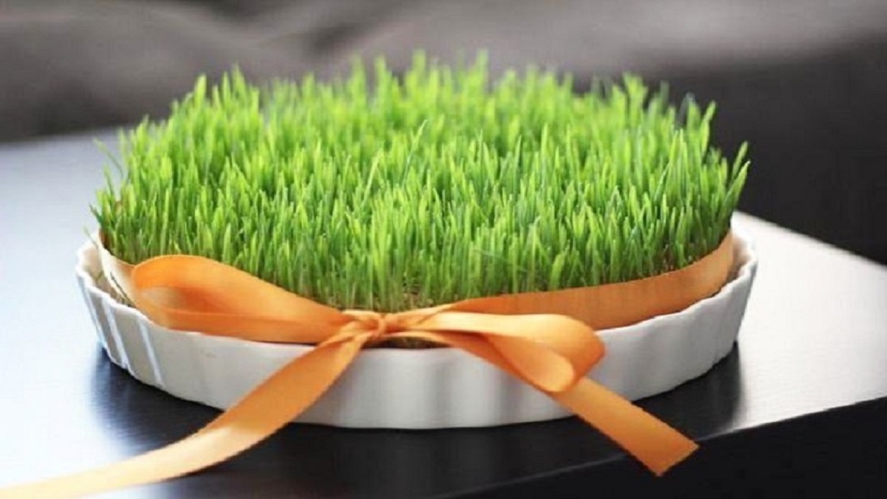 بهترین موقع برای کاشت سبزه عید چه زمانی است؟