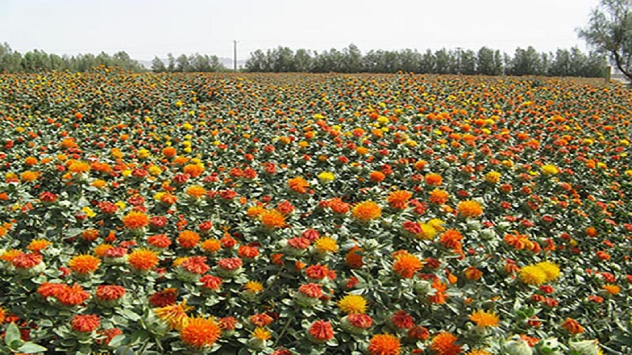 کشت گلرنگ برای نخستین بار در شهرستان قصرقند