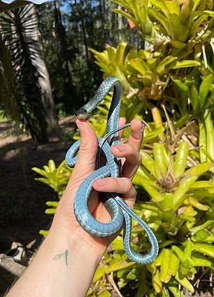شکار گونه نادر و بسیار زیبای مار در استرالیا + تصاویر شکار گونه نادر و بسیار زیبای مار در استرالیا + تصاویر
