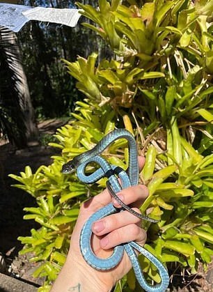 شکار گونه نادر و بسیار زیبای مار در استرالیا + تصاویر شکار گونه نادر و بسیار زیبای مار در استرالیا + تصاویر