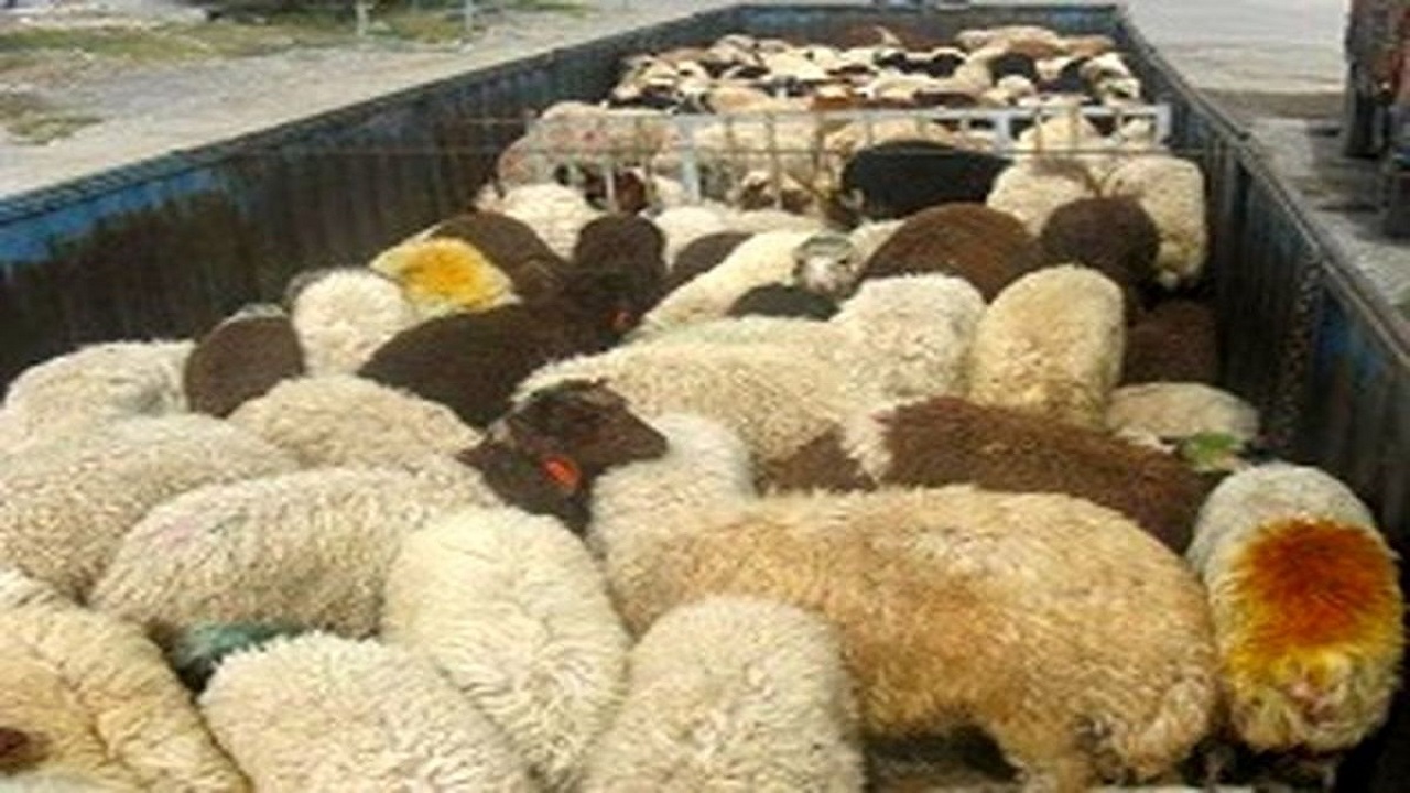 کشف ۱۰۰ راس احشام مسروقه در چرداول