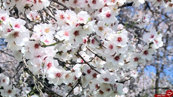 به تماشای بهار+ نوای بهارانه موسیقی قشقایی