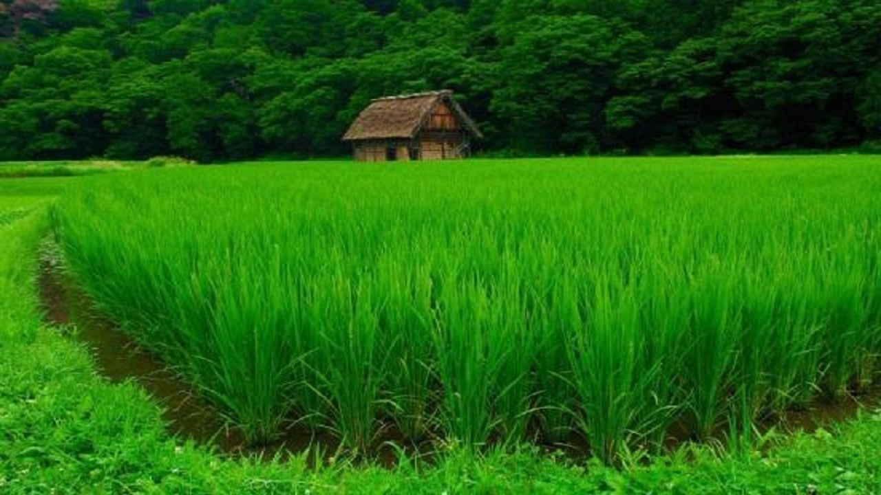 تجهیز اراضی کشاورزی گیلان به سیستم‌های نوین آبیاری