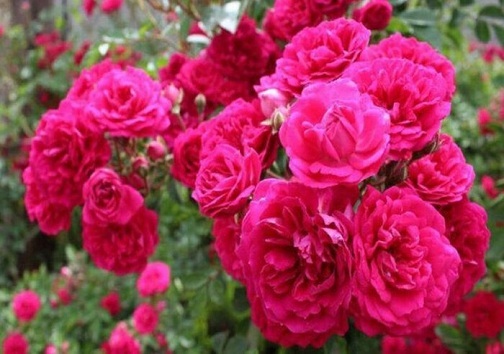 رنگین کمانی از گیاهان دارویی در کرانههای خاکی/ رونق زندگی با ضرب آهنگ سبزینگی! رنگین کمانی از گیاهان دارویی در کرانههای خاکی/ رونق زندگی با ضرب آهنگ سبزینگی!