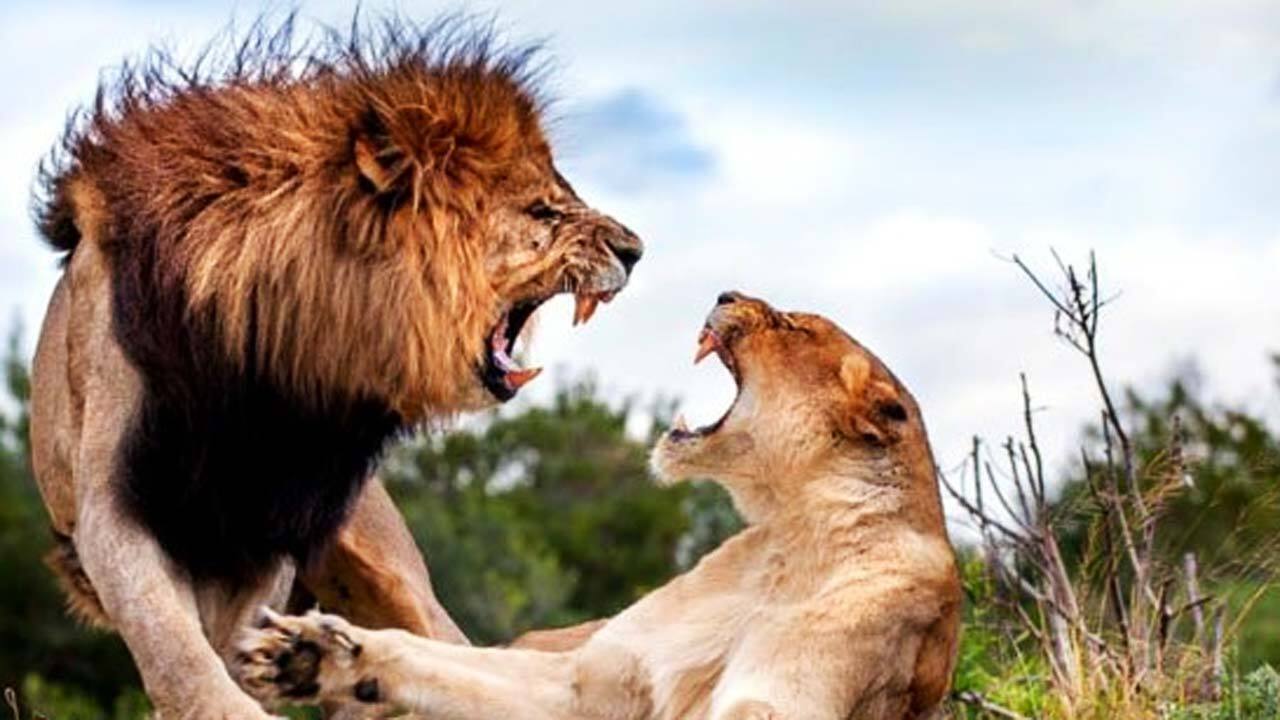 حمله وحشیانه چند شیر ماده به یک شیر نر + فیلم
