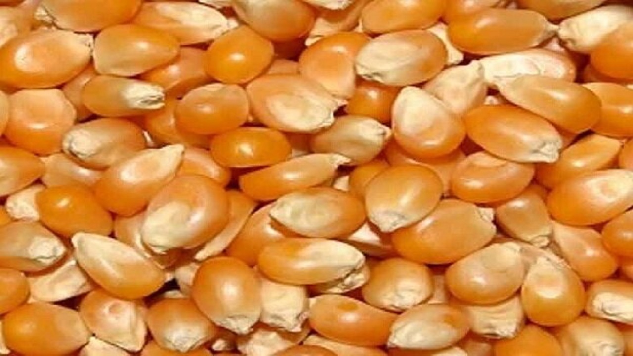 قاچاقچی ذرت به پرداخت بیش از یک میلیارد ریال محکوم شد
