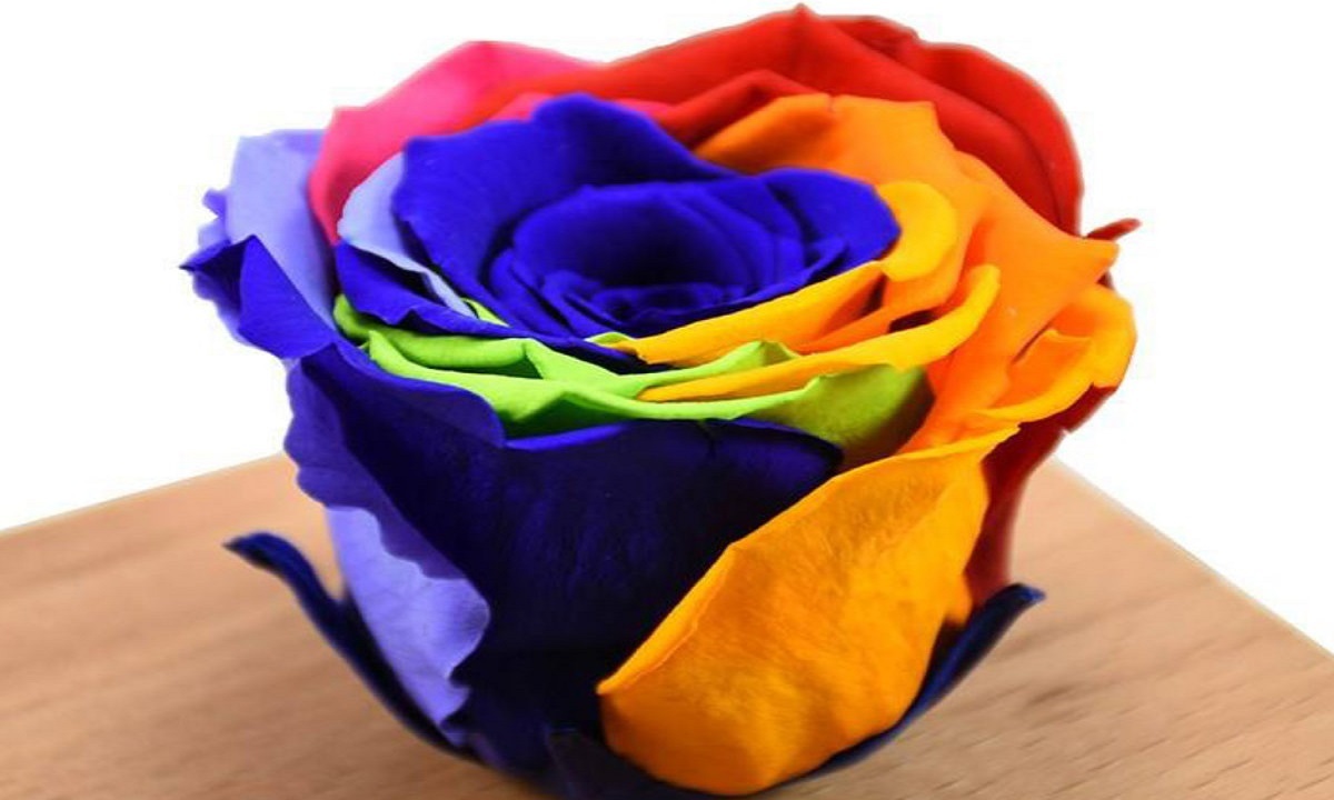 تولید یکی از گونه‌های محبوب گل رز در مشهد
