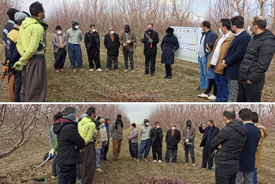برگزاری دوره مهارتی هرس درختان سردسیری در روستای کهنه ده