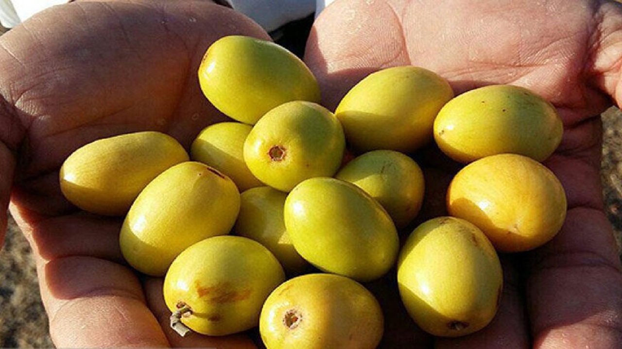 پنج هزار تن میوه گرمسیری کُنار در سیستان و بلوچستان برداشت شد