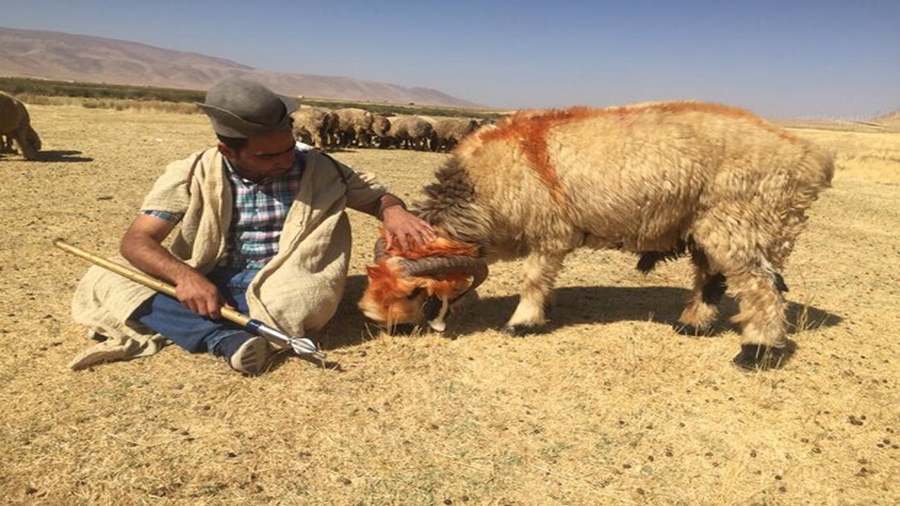 تقدیم جایزه فیلمساز شیرازی به زنان ایل قشقایی