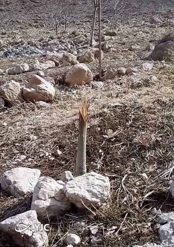 قطع درختان به دلیل اختلاف طایفه ای در باغملک