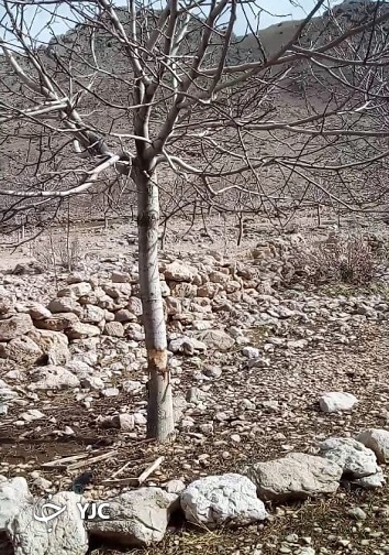 تنه تبر خورده درختان در باغملک