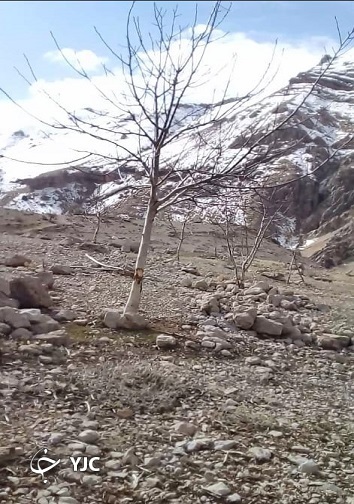 تنه زخمی درختان گردو در گندمکال