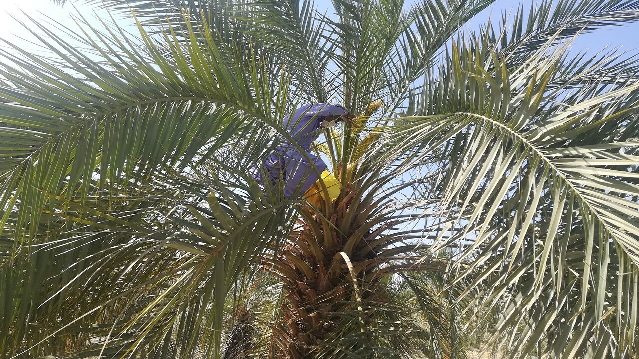 گرده افشانی نخیلات ایرانشهر آغاز شد