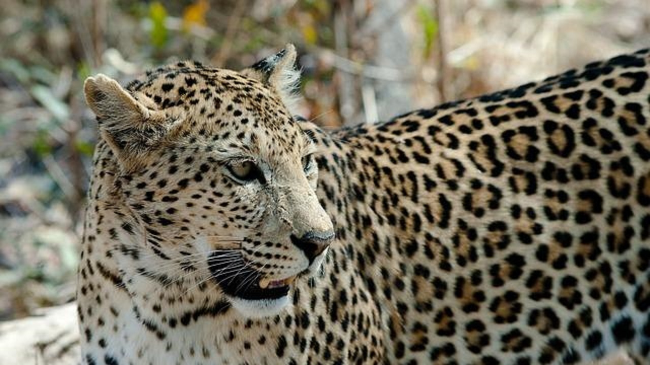 نجات معجزه آسای کودک هندی از حمله مرگبار پلنگ!