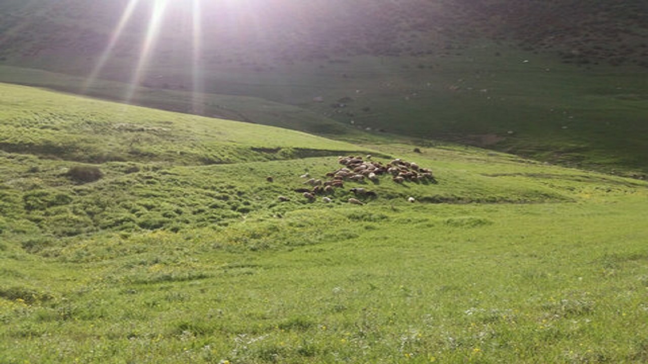 مناطق عشایری خراسان جنوبی زیر کشت گیاهان دارویی